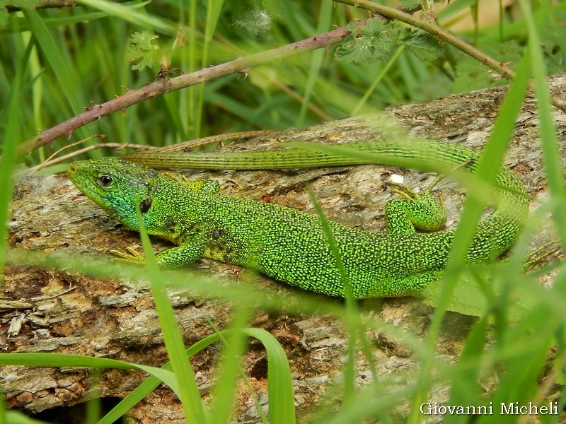 Ramarri (Lacerta bilineata)